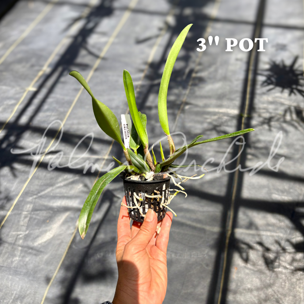 Rlc. Paradise Rose 'My Valentine' — Palmer Orchids